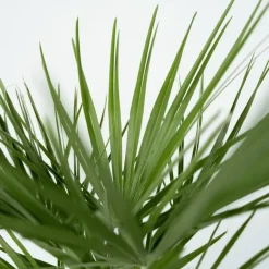 Plant in a Box Dwergpalm - Set van 2 - Chamaerops humilis - Hoogte 70-80cm - ⌀21cm