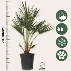 Plant in a Box Dwergpalm - Set van 2 - Chamaerops humilis - Hoogte 70-80cm - ⌀21cm