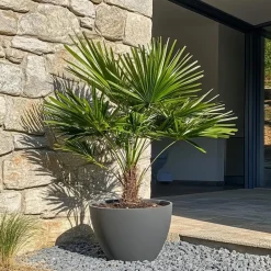 Plant in a Box Dwergpalm - Set van 2 - Chamaerops humilis - Hoogte 70-80cm - ⌀21cm