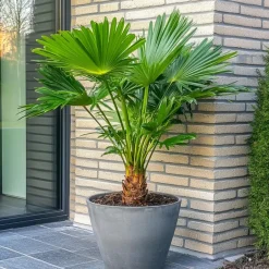 Plant in a Box Dwergpalm - Set van 2 - Chamaerops humilis - Hoogte 70-80cm - ⌀21cm