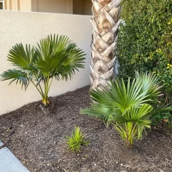 Plant in a Box Dwergpalm - Set van 2 - Chamaerops humilis - Hoogte 70-80cm - ⌀21cm