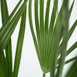 Plant in a Box Dwergpalm - Set van 2 - Chamaerops humilis - Hoogte 70-80cm - ⌀21cm