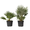 Plant in a Box Dwergpalm - Set van 2 - Chamaerops 'Vulcano' - Hoogte 35-45cm - ⌀19cm Online