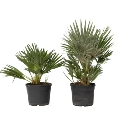 Plant in a Box Dwergpalm - Set van 2 - Chamaerops 'Vulcano' - Hoogte 35-45cm - ⌀19cm Online