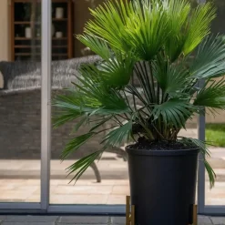 Plant in a Box Dwergpalm - Set van 2 - Chamaerops 'Vulcano' - Hoogte 35-45cm - ⌀19cm Online