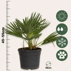 Plant in a Box Dwergpalm - Set van 2 - Chamaerops 'Vulcano' - Hoogte 35-45cm - ⌀19cm Online