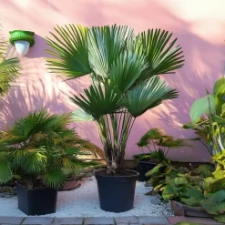 Plant in a Box Dwergpalm - Set van 2 - Chamaerops 'Vulcano' - Hoogte 35-45cm - ⌀19cm Online
