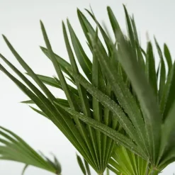 Plant in a Box Dwergpalm - Set van 2 - Chamaerops 'Vulcano' - Hoogte 35-45cm - ⌀19cm Online