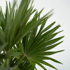 Plant in a Box Dwergpalm - Set van 2 - Chamaerops 'Vulcano' - Hoogte 35-45cm - ⌀19cm Online