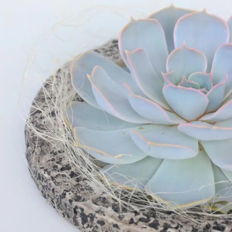 Plant in a Box Echeveria - Echeveria lilacina - Hoogte 8cm