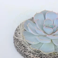 Plant in a Box Echeveria - Echeveria lilacina - Hoogte 8cm