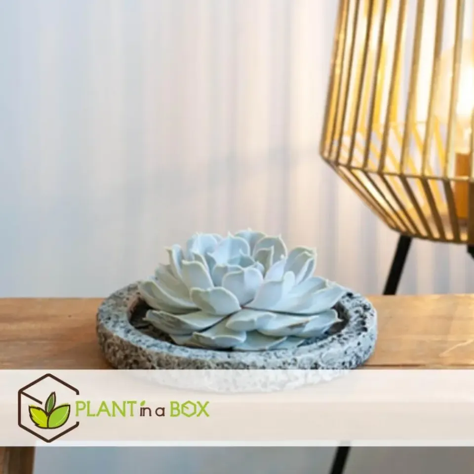 Plant in a Box Echeveria - Echeveria lilacina - Hoogte 8cm