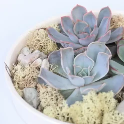 Plant in a Box Echeveria - Echeveria lilacina - Hoogte 8cm