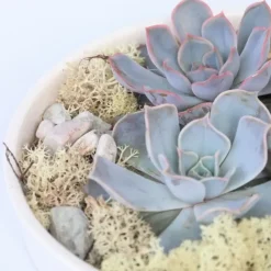 Plant in a Box Echeveria - Echeveria lilacina - Hoogte 8cm