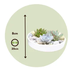 Plant in a Box Echeveria - Echeveria lilacina - Hoogte 8cm