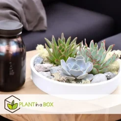 Plant in a Box Echeveria - Echeveria lilacina - Hoogte 8cm