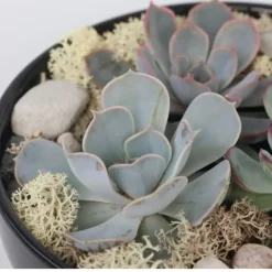 Plant in a Box Echeveria - Echeveria lilacina - Hoogte 8cm Hot