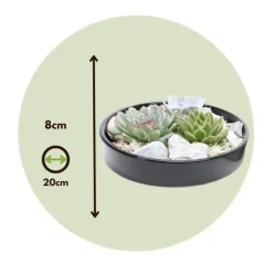 Plant in a Box Echeveria - Echeveria lilacina - Hoogte 8cm Hot
