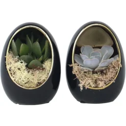 Plant in a Box Echeveria - Set van 2 - Echeveria lilacina - Hoogte 12cm Online