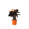 Plant in a Box Eeuwige vlam - Calathea crocata 'Tassmania' - Hoogte 40-50cm - ⌀14cm Clearance