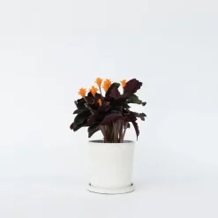 Plant in a Box Eeuwige vlam - Calathea crocata 'Tassmania' - Hoogte 40-50cm - ⌀14cm Clearance