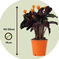 Plant in a Box Eeuwige vlam - Calathea crocata 'Tassmania' - Hoogte 40-50cm - ⌀14cm Clearance