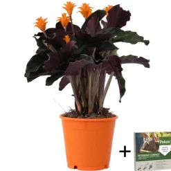 Plant in a Box Eeuwige vlam - Calathea crocata 'Tassmania' - Hoogte 40-50cm - ⌀14cm Sale