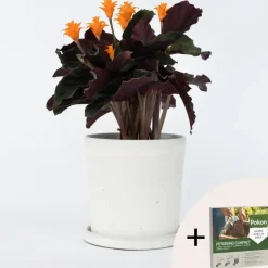 Plant in a Box Eeuwige vlam - Calathea crocata 'Tassmania' - Hoogte 40-50cm - ⌀14cm Sale