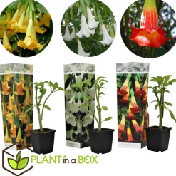 Plant in a Box Engelentrompet - Set van 3 - Brugmansia - Hoogte 25-40cm - ⌀9cm Best