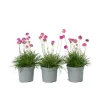 Plant in a Box Engels gras - Set van 3 - Armeria maritima 'Deep Rose' - Hoogte 20-30cm - ⌀12cm New