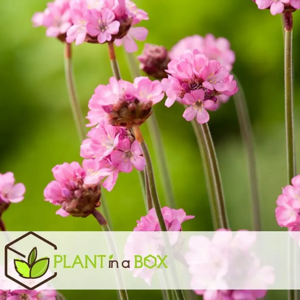 Plant in a Box Engels gras - Set van 3 - Armeria maritima 'Deep Rose' - Hoogte 20-30cm - ⌀12cm New