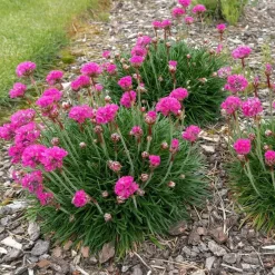 Plant in a Box Engels gras - Set van 3 - Armeria maritima 'Deep Rose' - Hoogte 20-30cm - ⌀12cm New