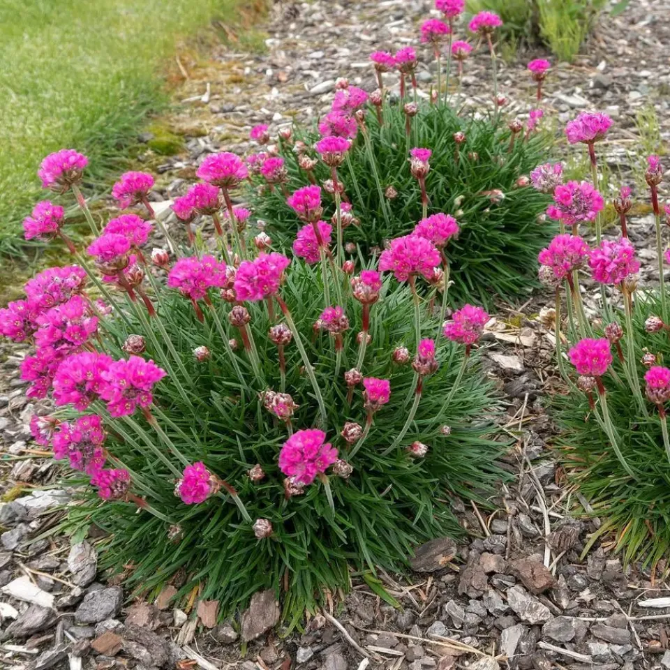 Plant in a Box Engels gras - Set van 3 - Armeria maritima 'Deep Rose' - Hoogte 20-30cm - ⌀12cm New