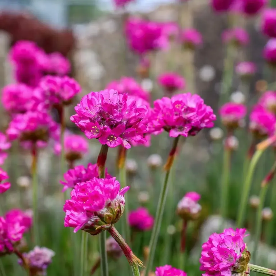 Plant in a Box Engels gras - Set van 3 - Armeria maritima 'Deep Rose' - Hoogte 20-30cm - ⌀12cm New
