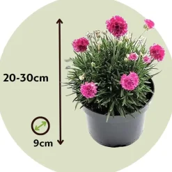 Plant in a Box Engels gras - Set van 3 - Armeria maritima 'Deep Rose' - Hoogte 20-30cm - ⌀12cm New