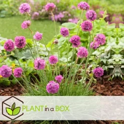 Plant in a Box Engels gras - Set van 3 - Armeria maritima 'Deep Rose' - Hoogte 20-30cm - ⌀12cm New