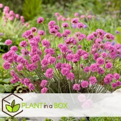 Plant in a Box Engels gras - Set van 3 - Armeria maritima 'Deep Rose' - Hoogte 20-30cm - ⌀12cm New