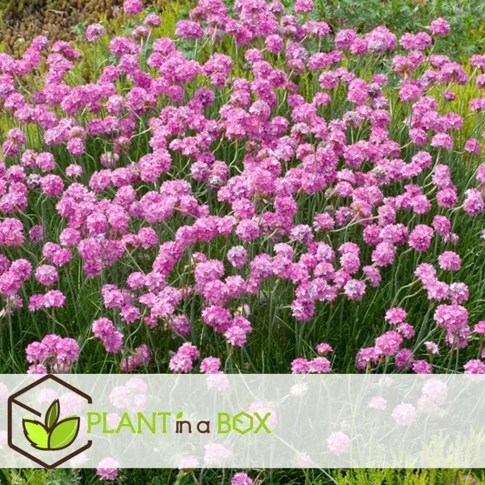 Plant in a Box Engels gras - Set van 3 - Armeria maritima 'Deep Rose' - Hoogte 20-30cm - ⌀12cm New