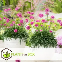 Plant in a Box Engels gras - Set van 3 - Armeria maritima 'Deep Rose' - Hoogte 20-30cm - ⌀12cm New
