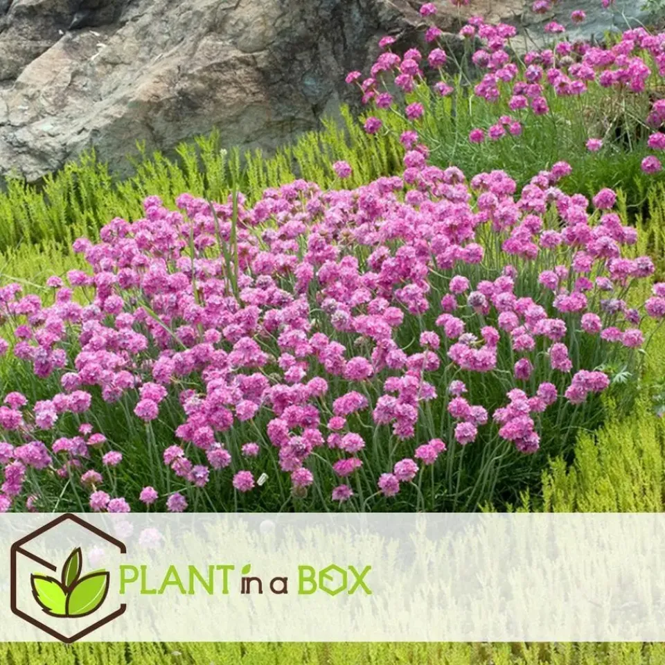 Plant in a Box Engels gras - Set van 3 - Armeria maritima 'Deep Rose' - Hoogte 20-30cm - ⌀12cm New