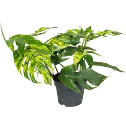 Plant in a Box Epipremnum pinnatum 'Goldfinger' - Goudrank - Hoogte 25-35 cm - ø17cm Online
