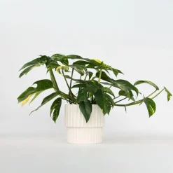 Plant in a Box Epipremnum pinnatum 'Goldfinger' - Goudrank - Hoogte 25-35 cm - ø17cm Online