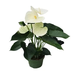 Plant in a Box Flamingoplant - Anthurium 'Alpine White' - Hoogte 40-55cm - ø14cm Hot