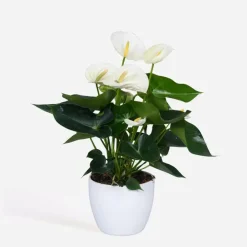 Plant in a Box Flamingoplant - Anthurium 'Alpine White' - Hoogte 40-55cm - ø14cm Hot