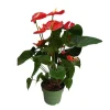 Plant in a Box Flamingoplant - Anthurium 'Madural Red' - Hoogte 55-70cm - ø17cm Outlet