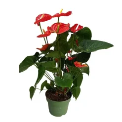 Plant in a Box Flamingoplant - Anthurium 'Madural Red' - Hoogte 55-70cm - ø17cm Outlet