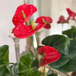 Plant in a Box Flamingoplant - Anthurium 'Madural Red' - Hoogte 55-70cm - ø17cm Outlet