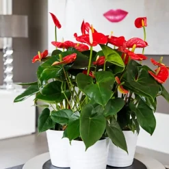 Plant in a Box Flamingoplant - Anthurium 'Madural Red' - Hoogte 55-70cm - ø17cm Outlet