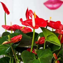 Plant in a Box Flamingoplant - Anthurium 'Madural Red' - Hoogte 55-70cm - ø17cm Outlet