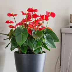 Plant in a Box Flamingoplant - Anthurium 'Madural Red' - Hoogte 55-70cm - ø17cm Outlet